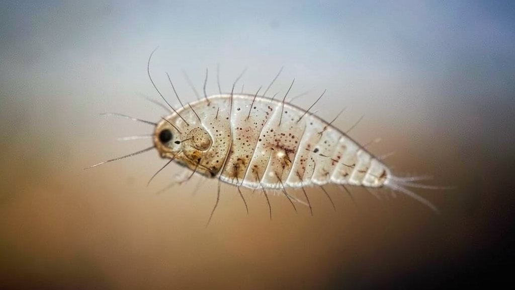 A microscopic image of a fruit fly embryo with a subtle background gradient representing climate change.