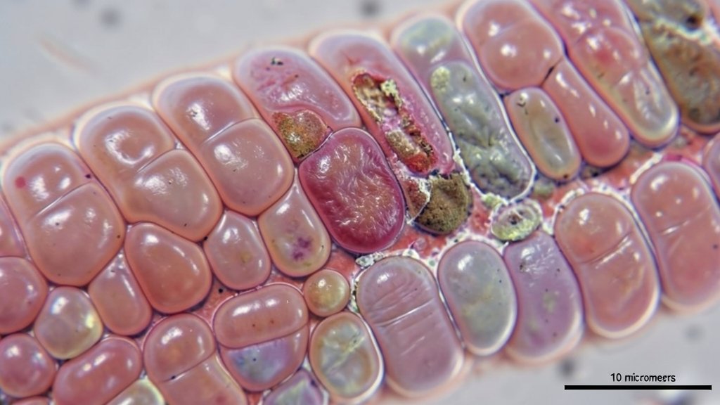 A microscopic image of skin ridges with a mix of healthy and damaged skin cells, highlighting the potential for regeneration and repair.